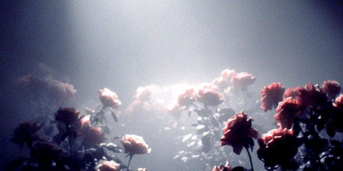 ChatGPT_AI提示词_一座盛开的玫瑰花园_gpt会员不支持国内银行卡缩略图