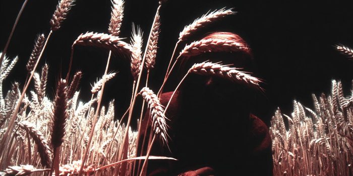 ChatGPT_AI提示词_丰收的金色小麦_chatgpt5.0官网中文版缩略图