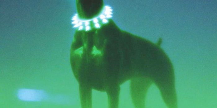 AI提示词_一只多伯曼犬在柔和的绿色灯光下的神秘环境中_chat gpt会员的作用缩略图