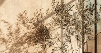 ChatGPT提示词_以极简风格拍摄的特拉科塔花盆和橄榄树分为宁静氛围_chatgpt账号购买缩略图