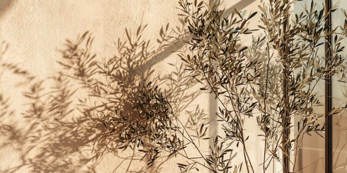 ChatGPT提示词_以极简风格拍摄的特拉科塔花盆和橄榄树分为宁静氛围_chatgpt账号购买缩略图