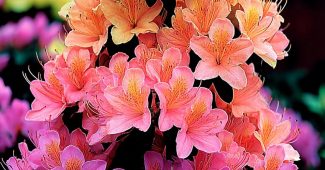 AI提示词_一丛鲜艳的杜鹃花_chatgpt在线网页使用缩略图