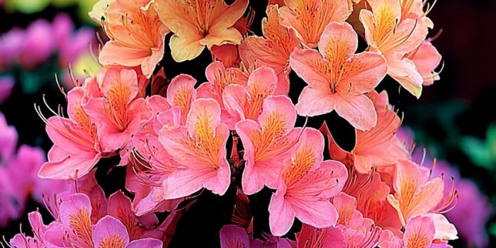 AI提示词_一丛鲜艳的杜鹃花_chatgpt在线网页使用缩略图