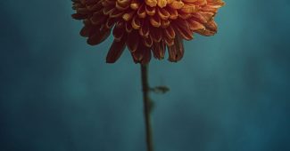 ChatGPT提示词_一朵盛开的菊花，没有茎，背景温暖和谐_chatgpt账号缩略图