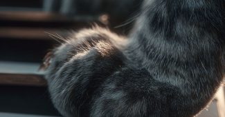 ChatGPT_AI提示词_猫爪在钢琴键盘上玩耍_gpt会员充值wildcard缩略图