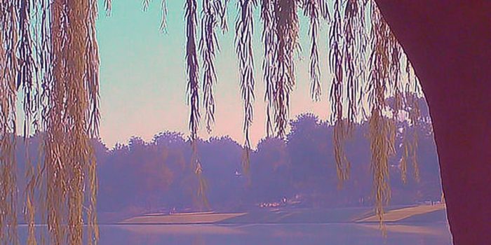 ChatGPT_AI提示词_一棵宁静的柳树_chatgpt在线版网页缩略图