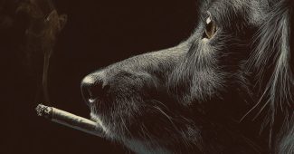 ChatGPT提示词_一只狗在抽烟_chatgpt5多少钱缩略图