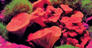 AI提示词_一张舒适的蘑菇床_国内如何买gpt会员缩略图