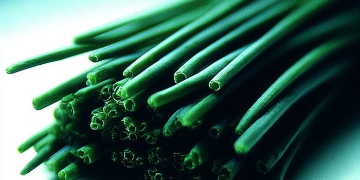 AI提示词_一根新鲜的葱_chatgpt会员有什么功能缩略图