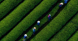 ChatGPT提示词_航拍茶农在对称的茶田中采摘绿茶的场景_chatgpt plus官网缩略图