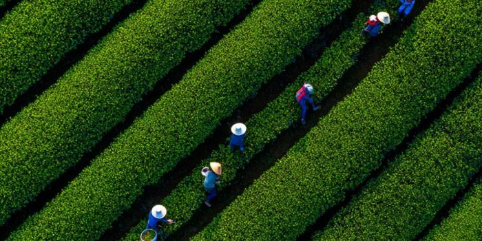 ChatGPT提示词_航拍茶农在对称的茶田中采摘绿茶的场景_chatgpt plus官网缩略图