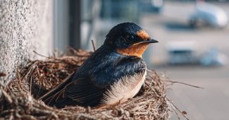 ef7336208a1a9f137cef8e013e12243f