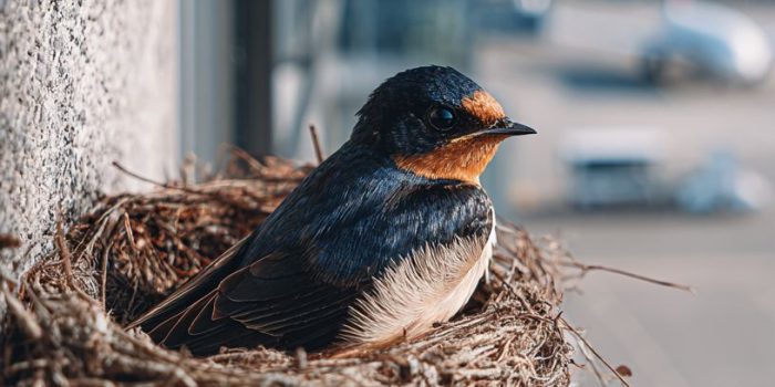 ef7336208a1a9f137cef8e013e12243f