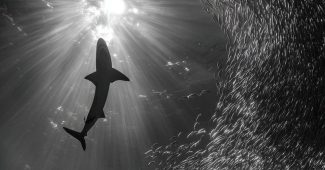 f287b53cc41624329de88577a5add516