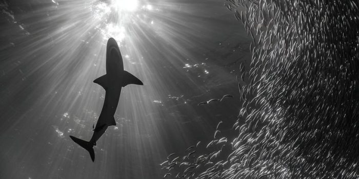 f287b53cc41624329de88577a5add516