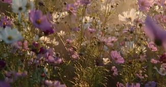 ChatGPT_AI提示词_魔法时刻的广阔宁静草地上，野花在微风中轻轻摇曳_chatgpt会员多少钱一个月缩略图