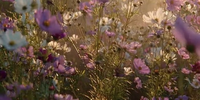 ChatGPT_AI提示词_魔法时刻的广阔宁静草地上，野花在微风中轻轻摇曳_chatgpt会员多少钱一个月缩略图