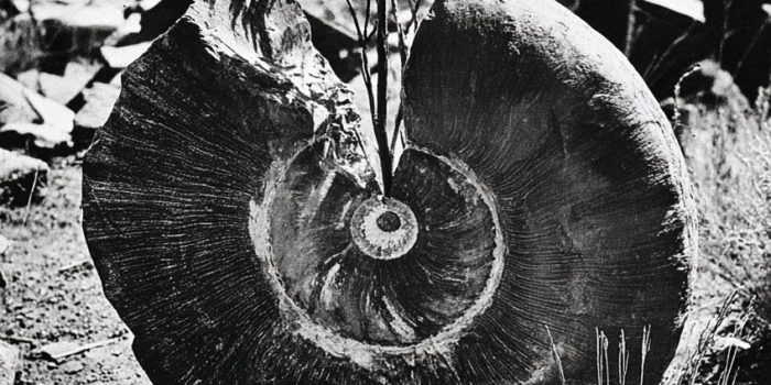 AI提示词_一块古老的花卉化石_ChatGPT购买缩略图