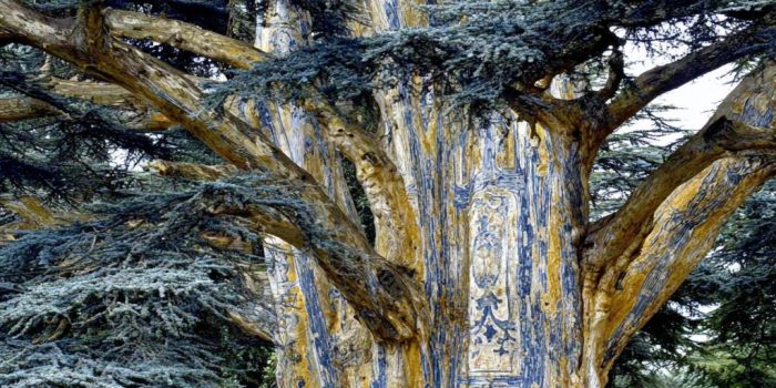 ChatGPT_AI提示词_一棵古老的雪松树_chatgpt中文版gpt4缩略图