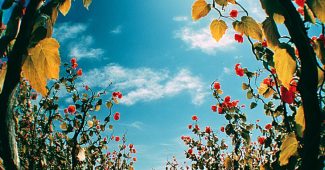 AI提示词_一幅宁静的藤架画_怎么开通chatgpt会员缩略图