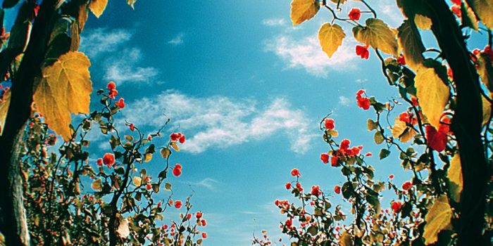 AI提示词_一幅宁静的藤架画_怎么开通chatgpt会员缩略图