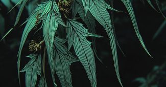 AI提示词_一根优雅的柳枝_国内如何开通gpt会员缩略图