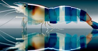 ChatGPT提示词_透明水晶玻璃迪斯科虾的宏观特写，色彩鲜艳_chatgpt5.2版本怎么样缩略图