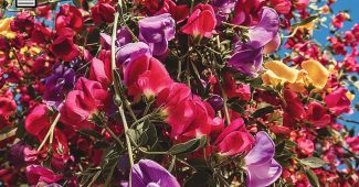 AI提示词_野生甜豌豆藤_chatgpt50官网中文版缩略图