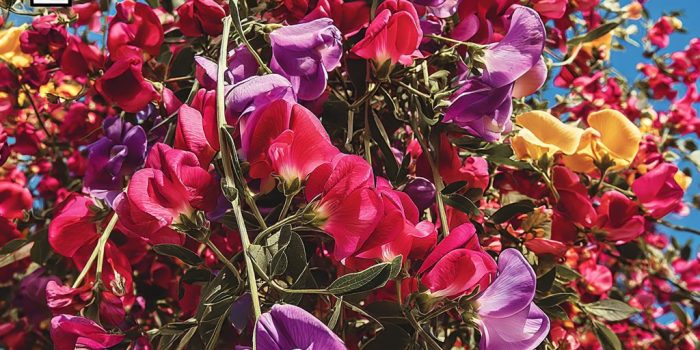 AI提示词_野生甜豌豆藤_chatgpt50官网中文版缩略图