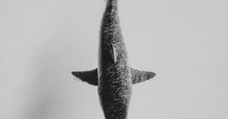 ChatGPT提示词_黑白摄影展示了一只鲨鱼在空中漂浮_chatgpt在线试用缩略图