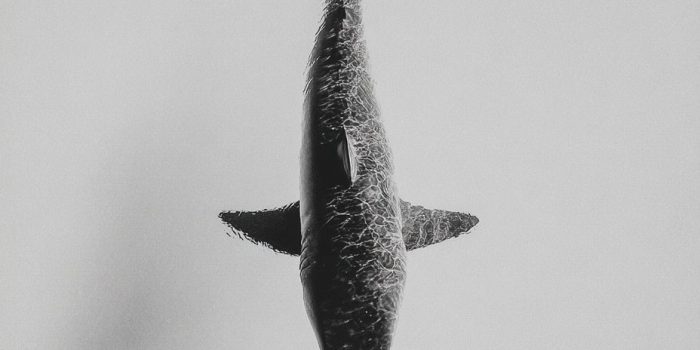 ChatGPT提示词_黑白摄影展示了一只鲨鱼在空中漂浮_chatgpt在线试用缩略图