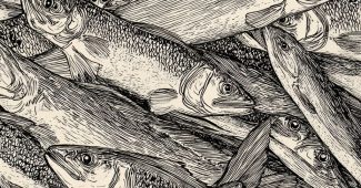 ChatGPT提示词_黑白墨水画描绘了许多平头灰鲻鱼_国内如何买gpt会员卡便宜一点缩略图