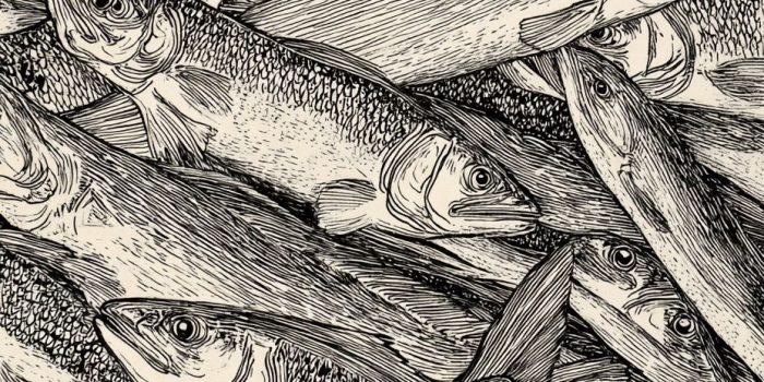 ChatGPT提示词_黑白墨水画描绘了许多平头灰鲻鱼_国内如何买gpt会员卡便宜一点缩略图