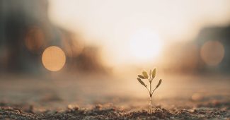 ChatGPT提示词_一株绿苗在淡米色土壤中破土而出，阳光柔和温暖，传递新生的希望_chatgpt在线网页缩略图