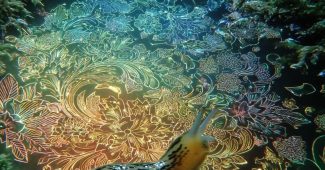 ChatGPT提示词_一只蜗牛在苔藓覆盖的森林地面上爬行，身上有发光的阴阳图案_chatgpt5.2费用缩略图