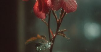 ChatGPT提示词_用象征性的方式表达爱意_chatgpt 官网缩略图