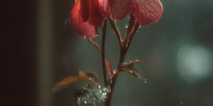 ChatGPT提示词_用象征性的方式表达爱意_chatgpt 官网缩略图