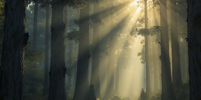 ChatGPT提示词_一条金色柔光下对称高大的树木环绕的森林小径_chatgpt4.0官网缩略图