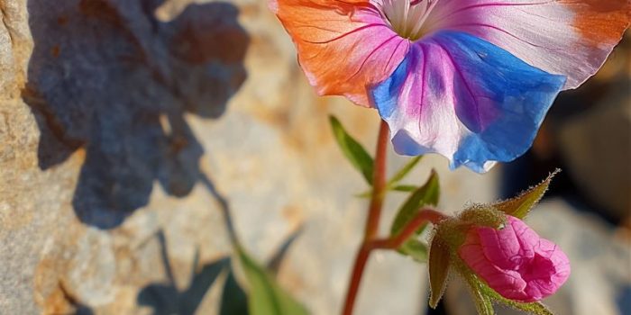 ChatGPT提示词_一朵五彩缤纷的花，花瓣呈现粉色、橙色、蓝色和白色，配有绿色的茎和小粉色花苞，背景是自然的粗糙石头_chatgpt怎么在中国使用缩略图