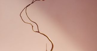 ChatGPT提示词_一根优雅的弯曲树枝上开着一朵花_chatgpt官网网址缩略图