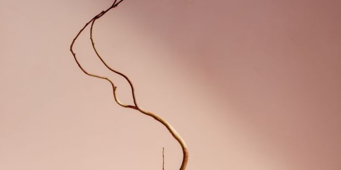 ChatGPT提示词_一根优雅的弯曲树枝上开着一朵花_chatgpt官网网址缩略图