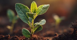 ChatGPT提示词_幼苗从土壤中发芽，象征着生命或商业的新开始_chatgpt中文网缩略图