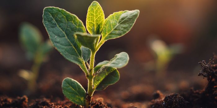 ChatGPT提示词_幼苗从土壤中发芽，象征着生命或商业的新开始_chatgpt中文网缩略图