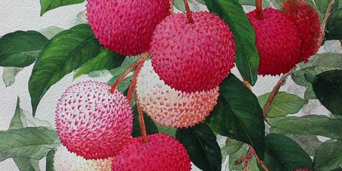 ChatGPT提示词_鲜艳的荔枝工笔画让人垂涎欲滴_chatgpt5.0最新消息缩略图