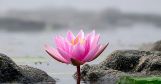 ChatGPT提示词_粉色莲花在岩石上绽放，周围水面平静，散发宁静与自然之美_chatgpt5.2需要钱吗缩略图