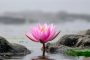 ChatGPT提示词_粉色莲花在岩石上绽放，周围水面平静，散发宁静与自然之美_chatgpt5.2需要钱吗缩略图