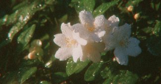 ChatGPT提示词_一幅超真实的茉莉花园专业摄影作品_chat gpt会员价格缩略图