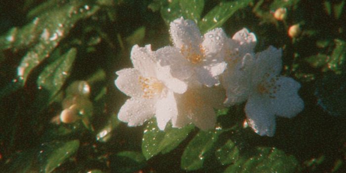 ChatGPT提示词_一幅超真实的茉莉花园专业摄影作品_chat gpt会员价格缩略图