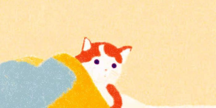 ChatGPT提示词_一只猫在毯子下_怎么获取chatgptplus缩略图