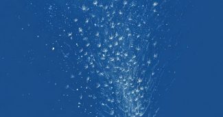 ChatGPT提示词_一只刺猬在草地上手持蒲公英朝蓝色夜空吹去_chatgpt中文版官网版缩略图